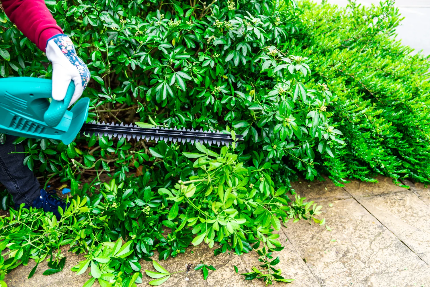 Hedge cutting garden waste